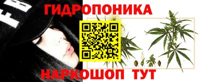 шишки Бердск